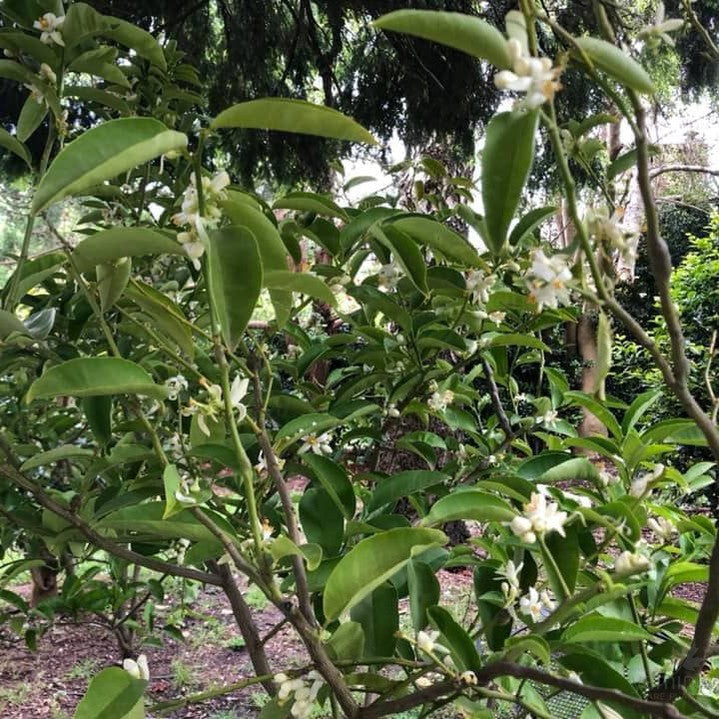 Citrus limetta Limu Shirin 2