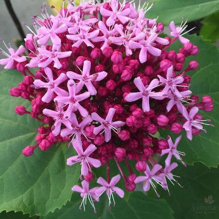 Clerodendron bungei