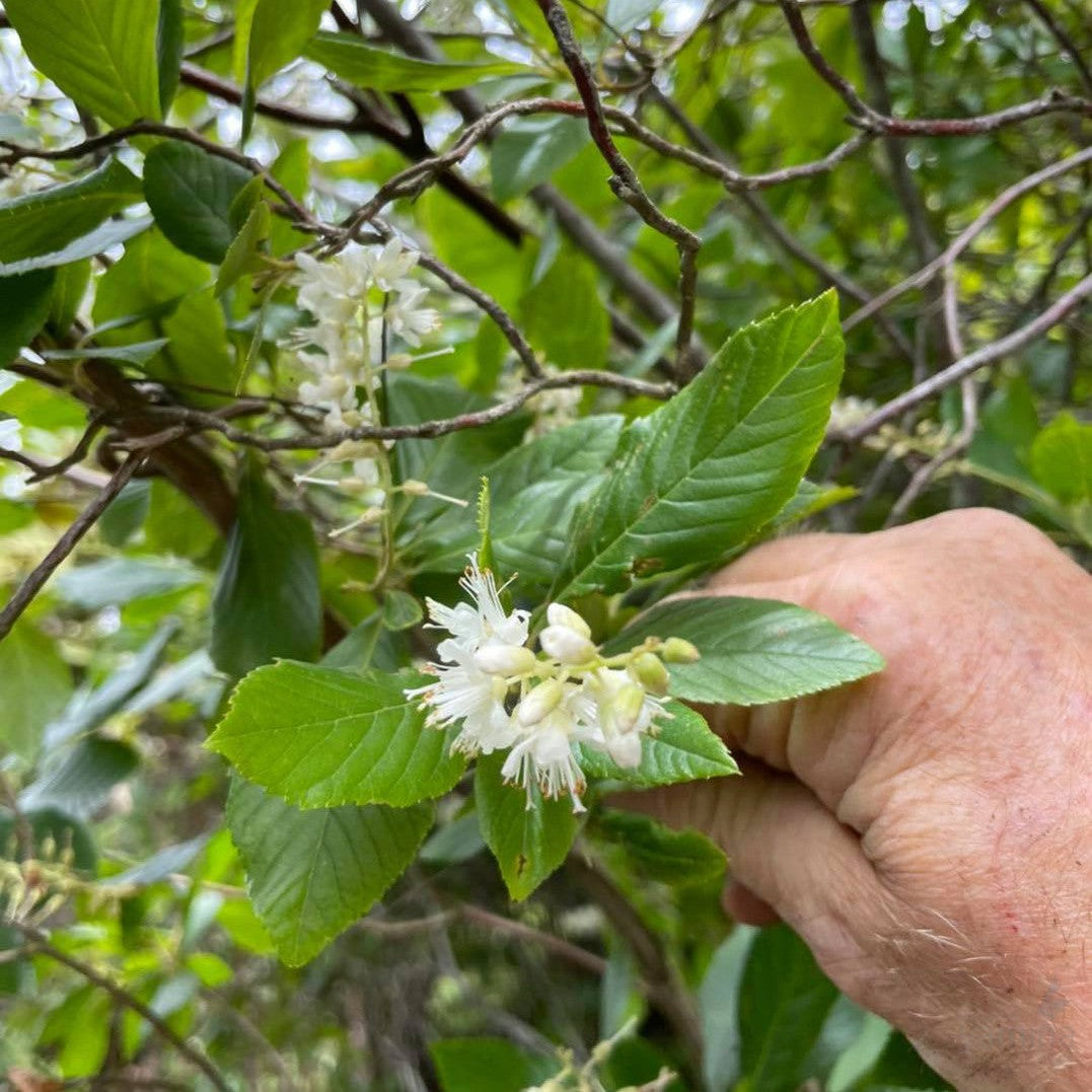 Clethra alnifolia Hummingbird 3