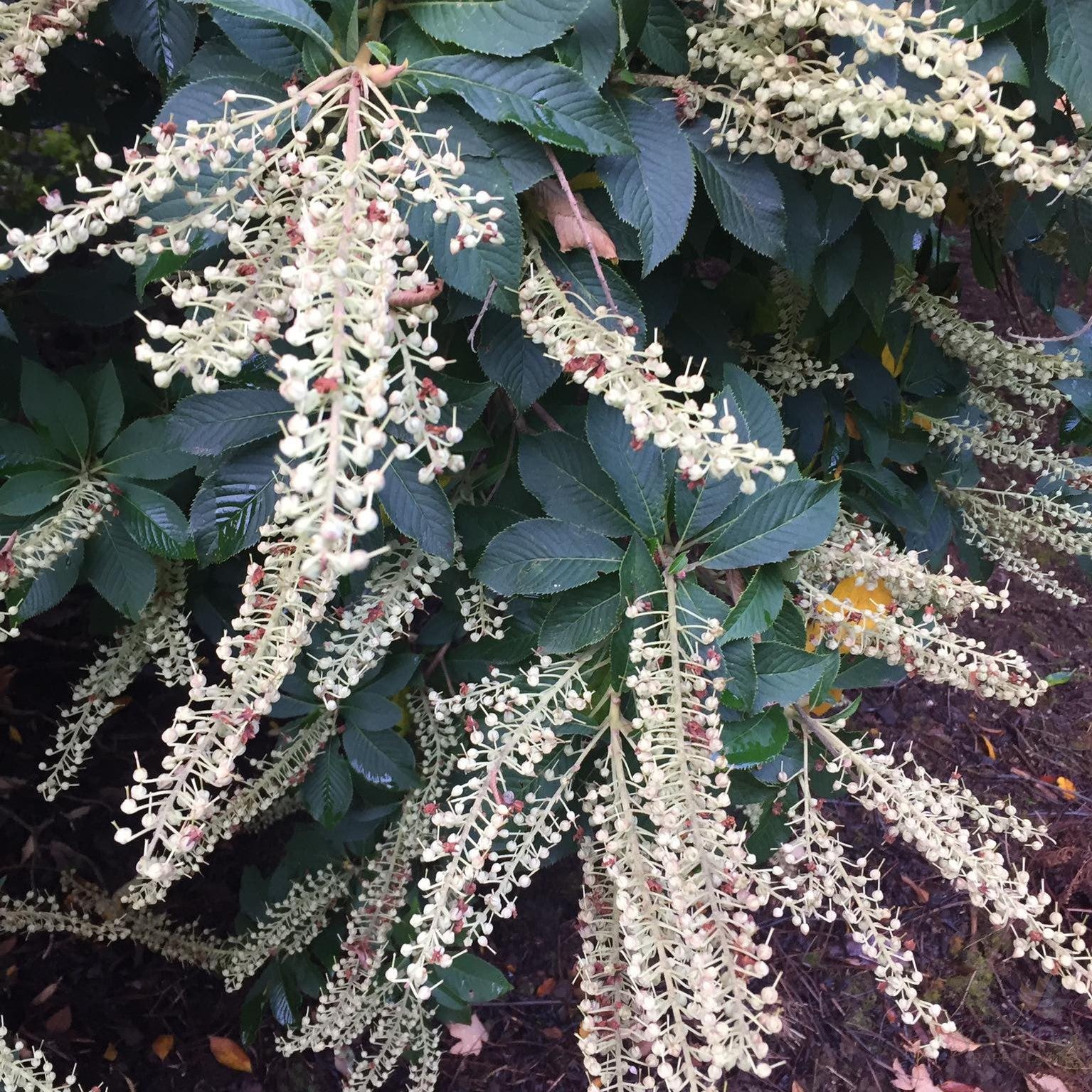 Clethra delavayi 1