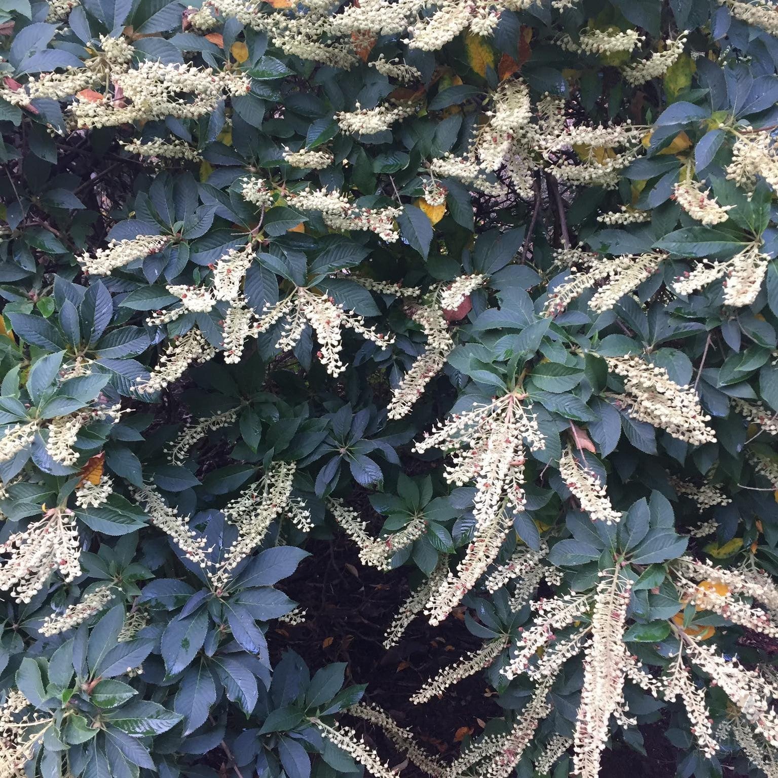 Clethra delavayi 2