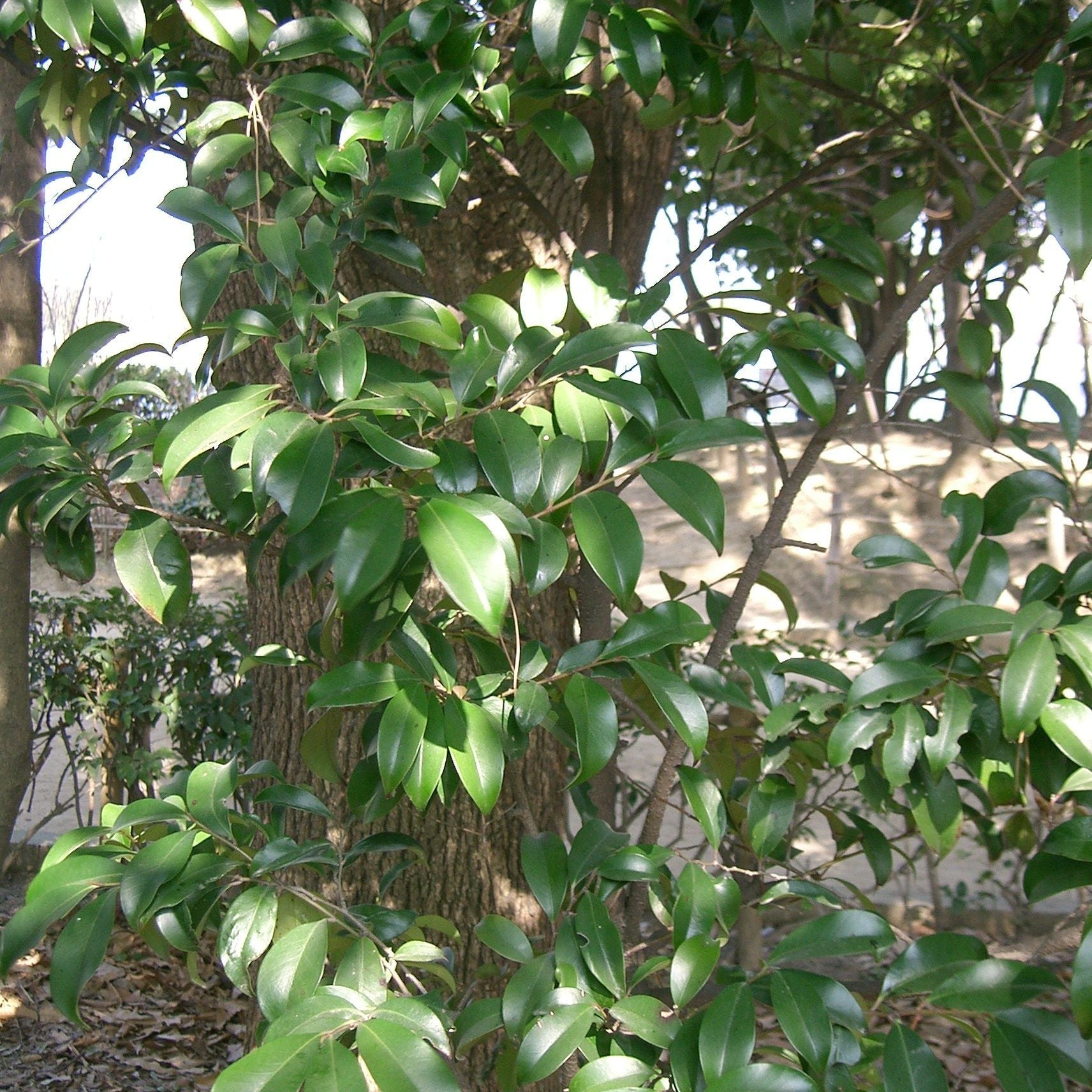 Cleyera japonica 1