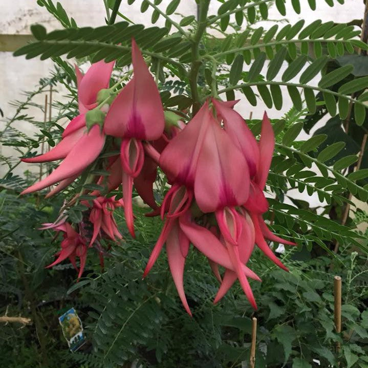 Clianthus puniceus (red) 3