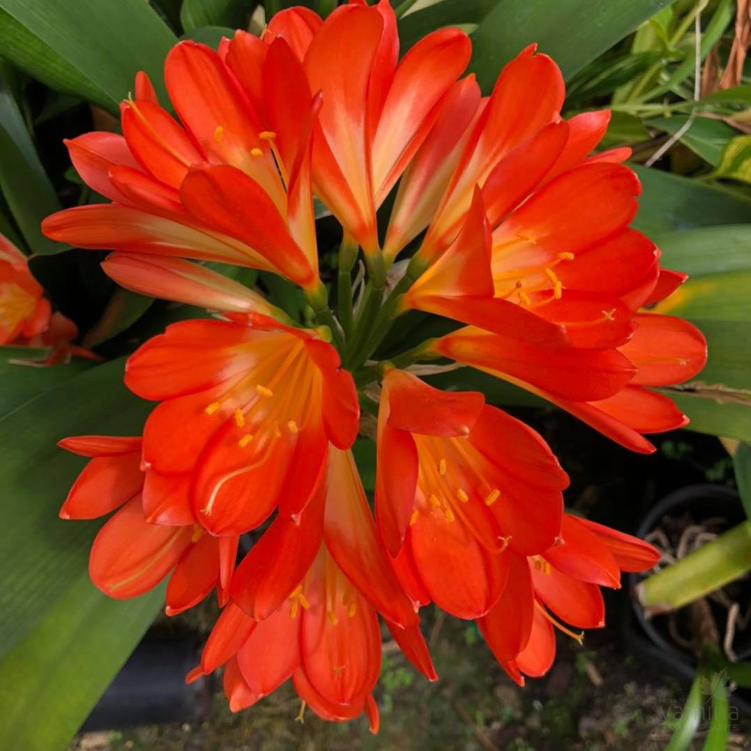 Clivia Miniata Roots Clivia miniata