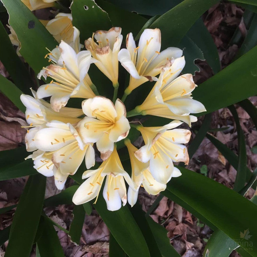 Clivia miniata yellow 2