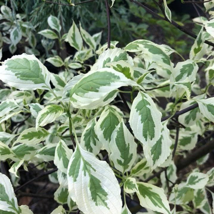 Cornus alternifolia Argentea