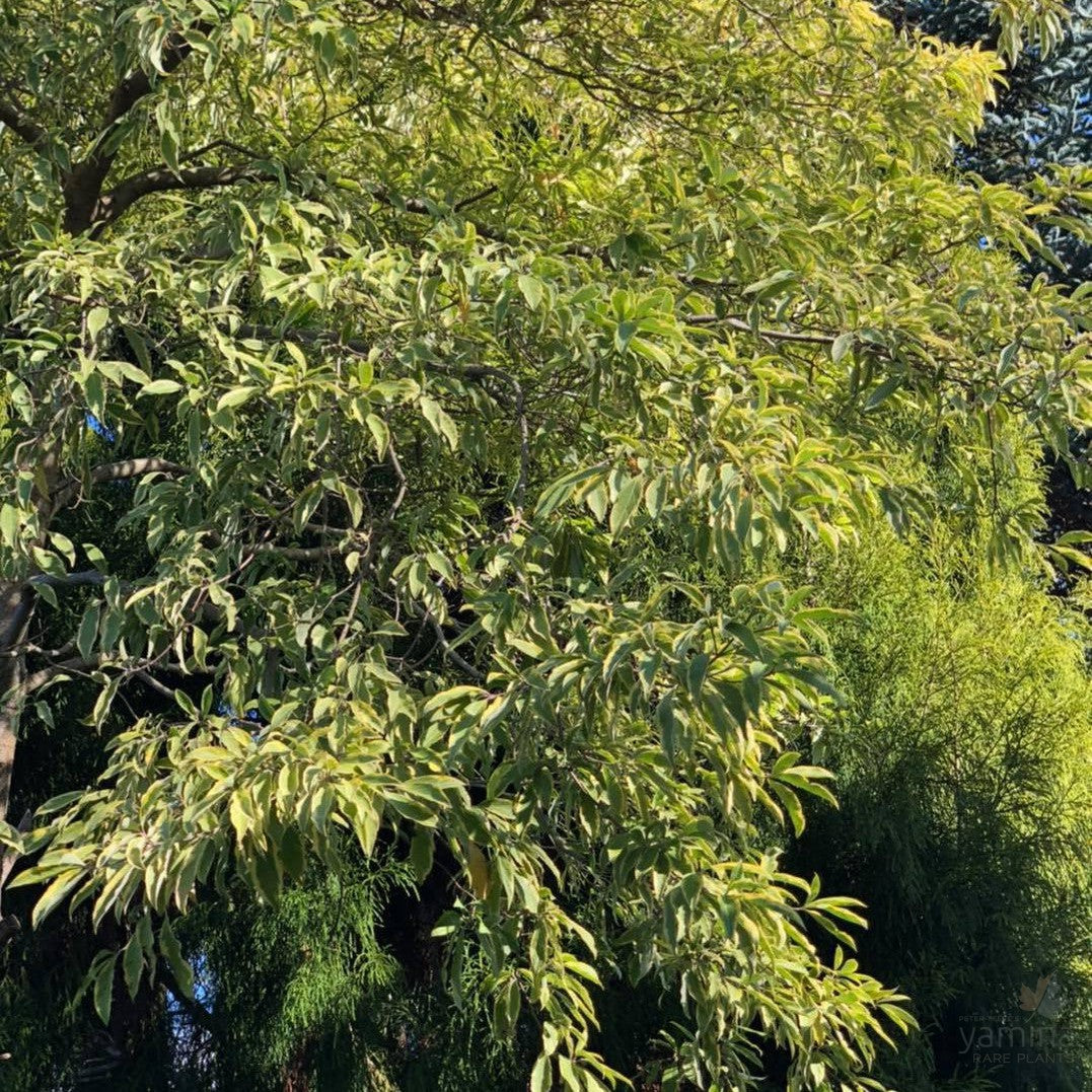 Cornus capitata Ragdoll 3