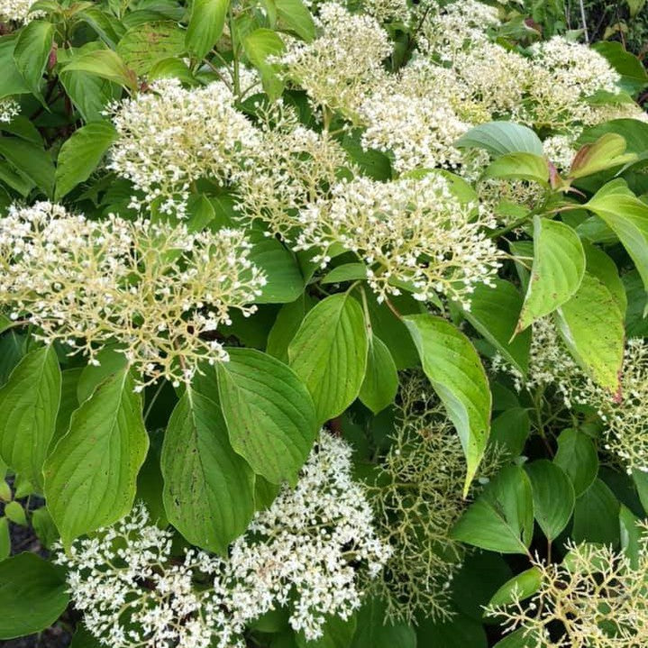 Cornus contraversa 3