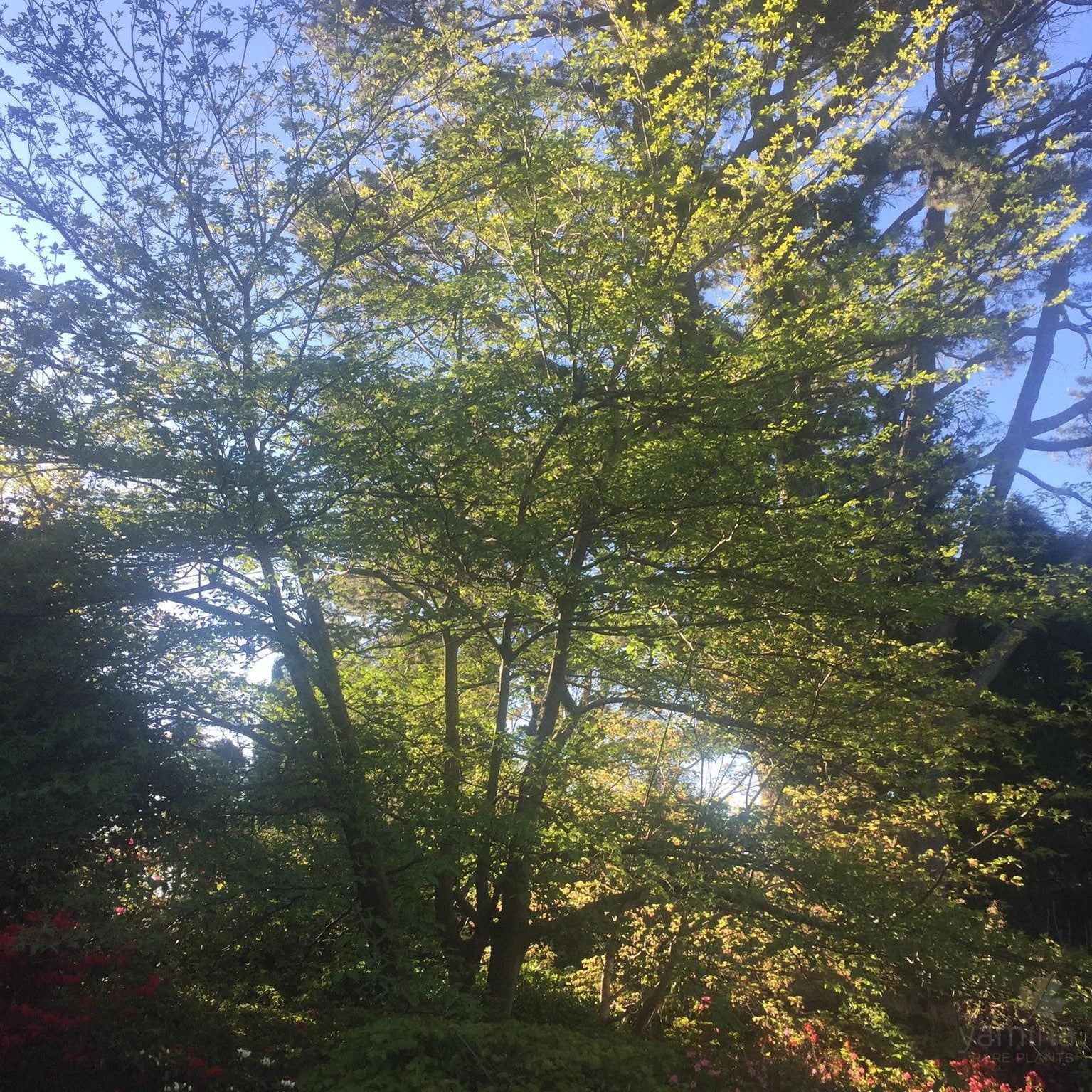 Cornus contraversa 4