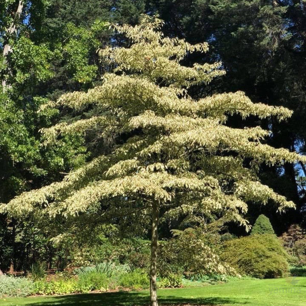 Cornus contraversa Variegata