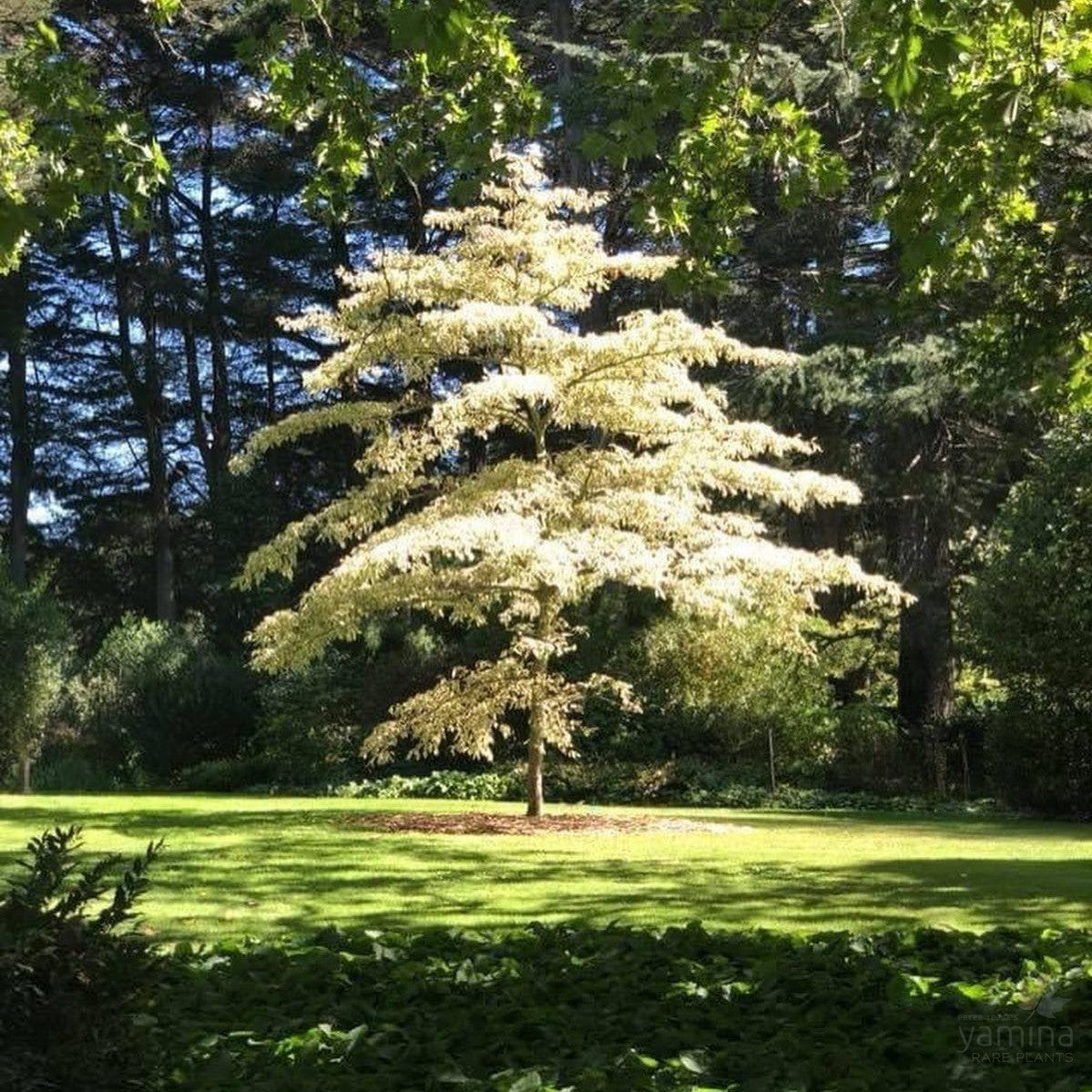 Cornus contraversa Variegata 3