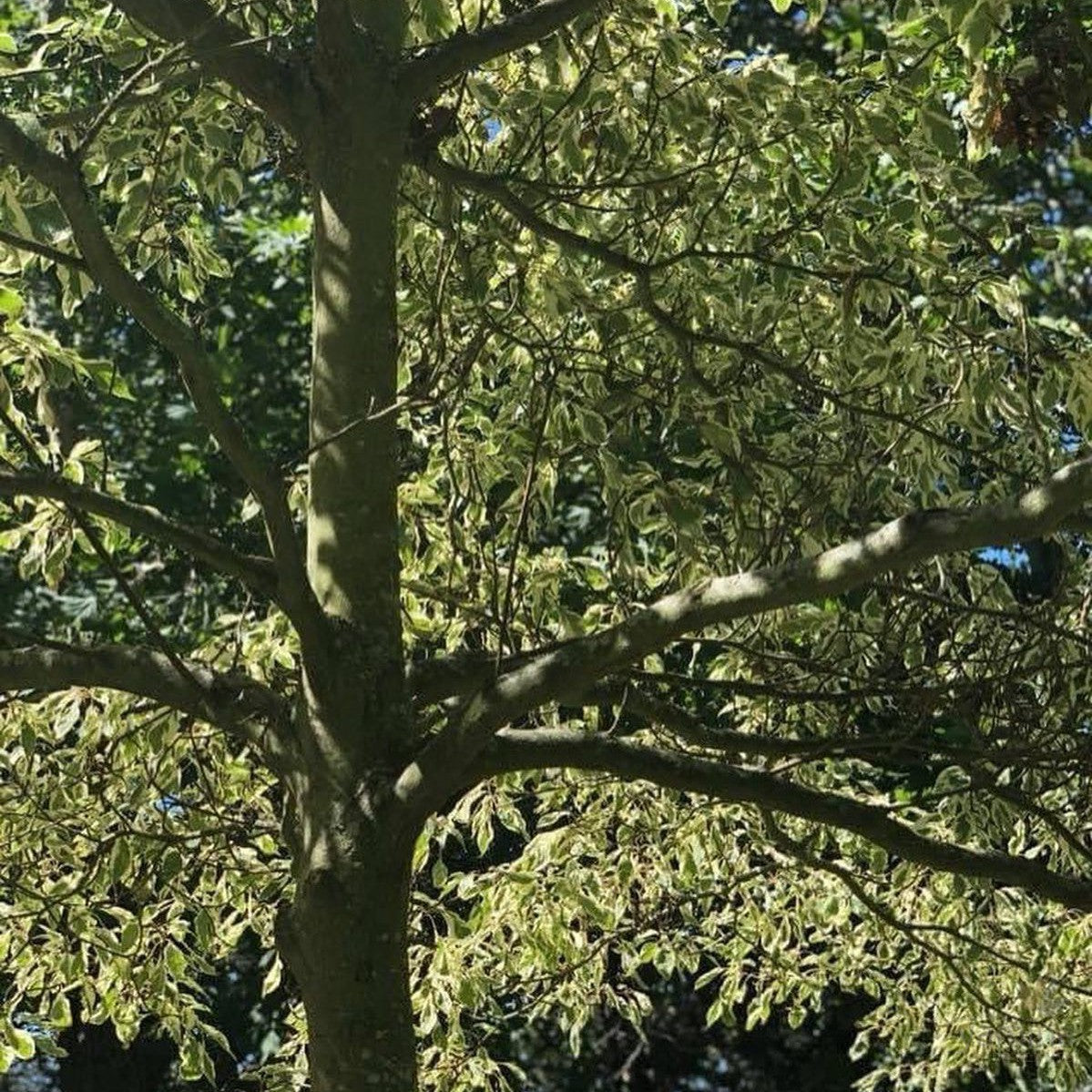 Cornus contraversa Variegata 4