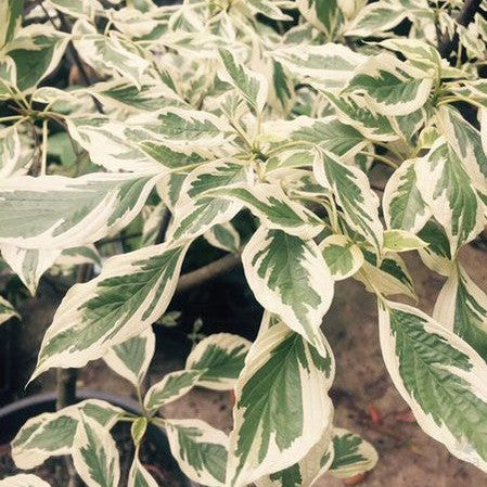 Cornus contraversa Variegata 5