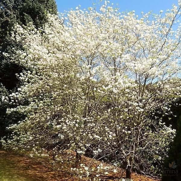 Cornus florida 3