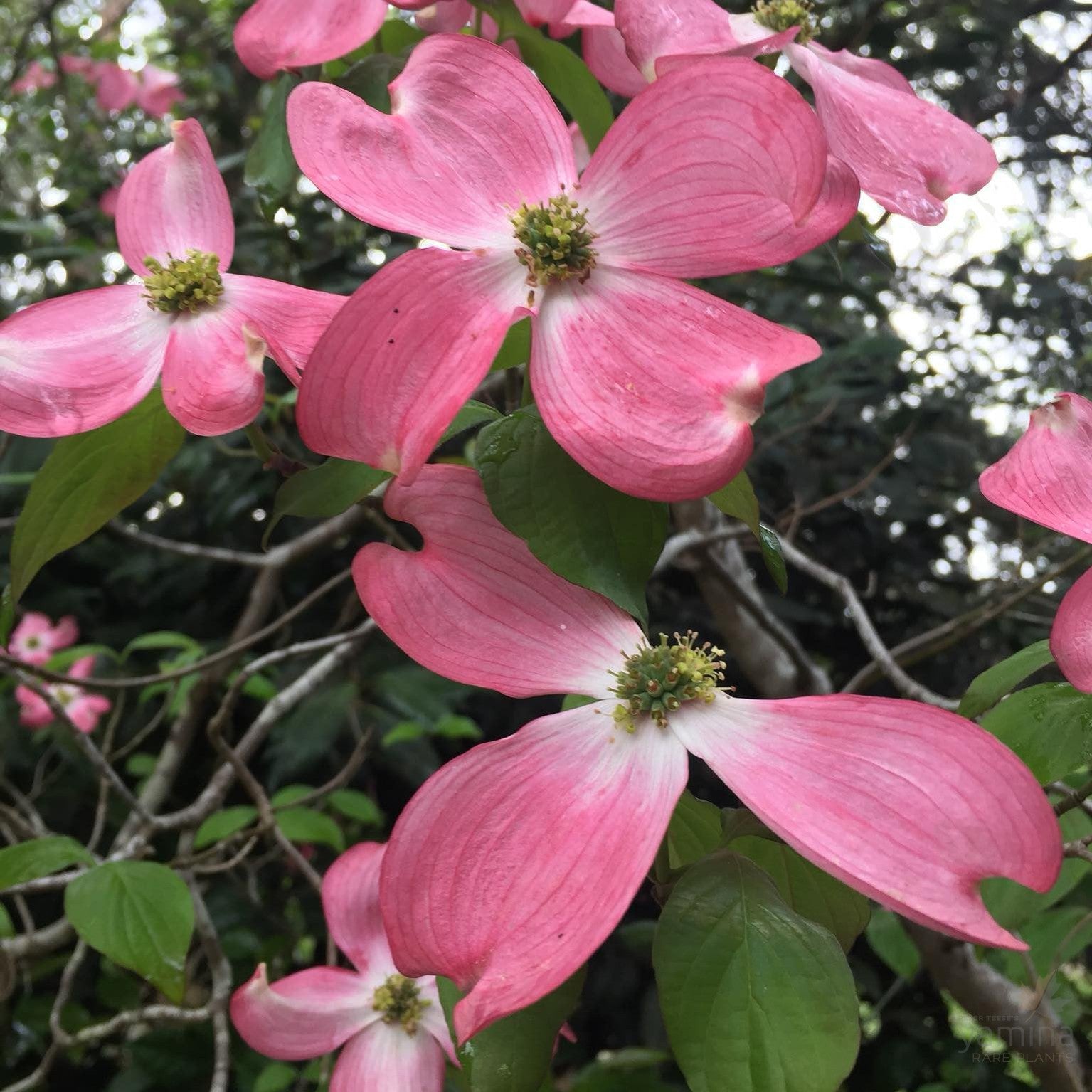 Cornus florida Cherokee Chief 3