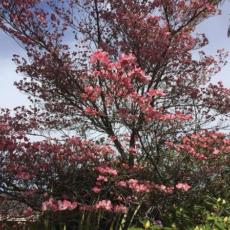 Cornus florida Cherokee Chief 4