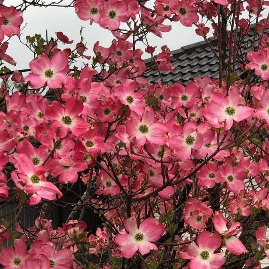 Cornus florida Rubra