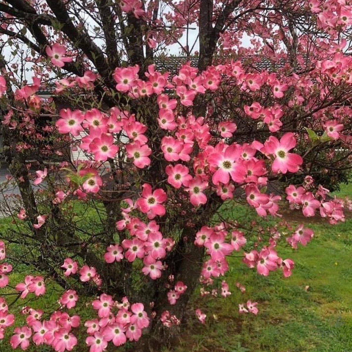 Cornus florida Rubra 3