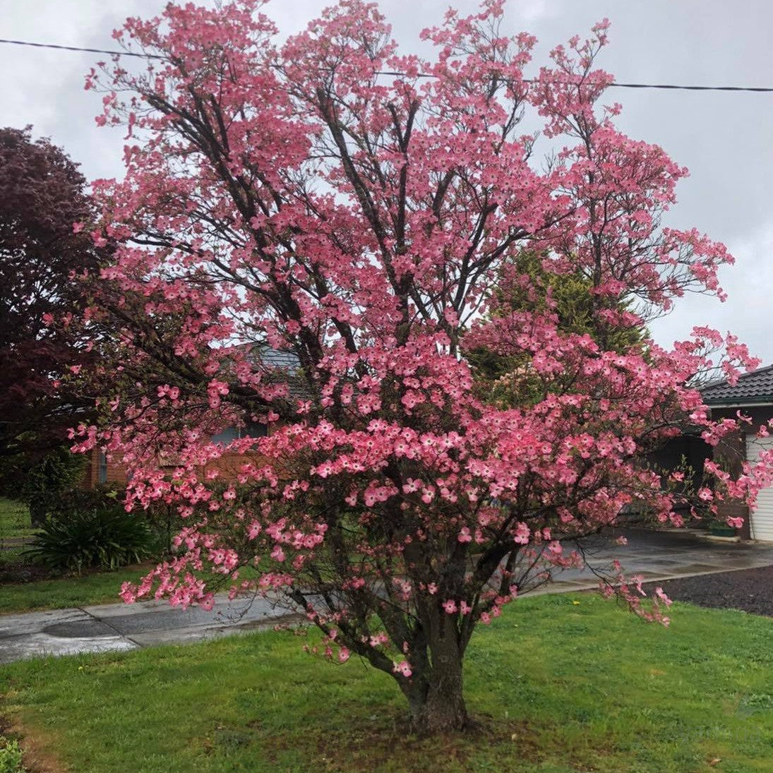 Cornus florida Rubra 5