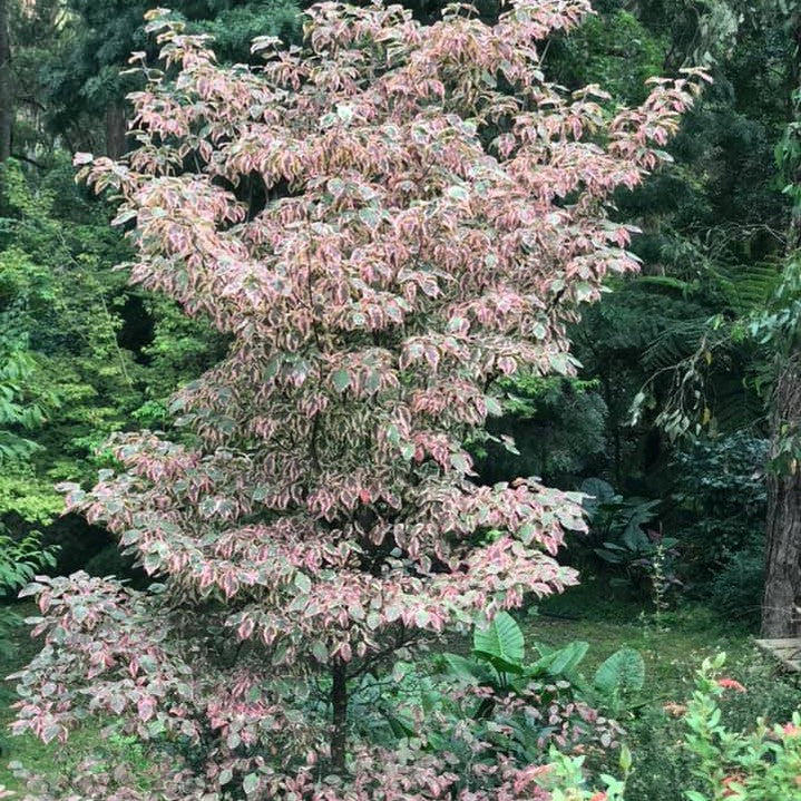 Cornus florida Welchii 3