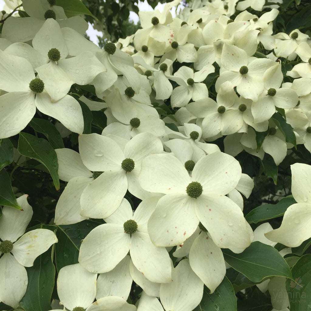 Cornus Kousa Chinensis