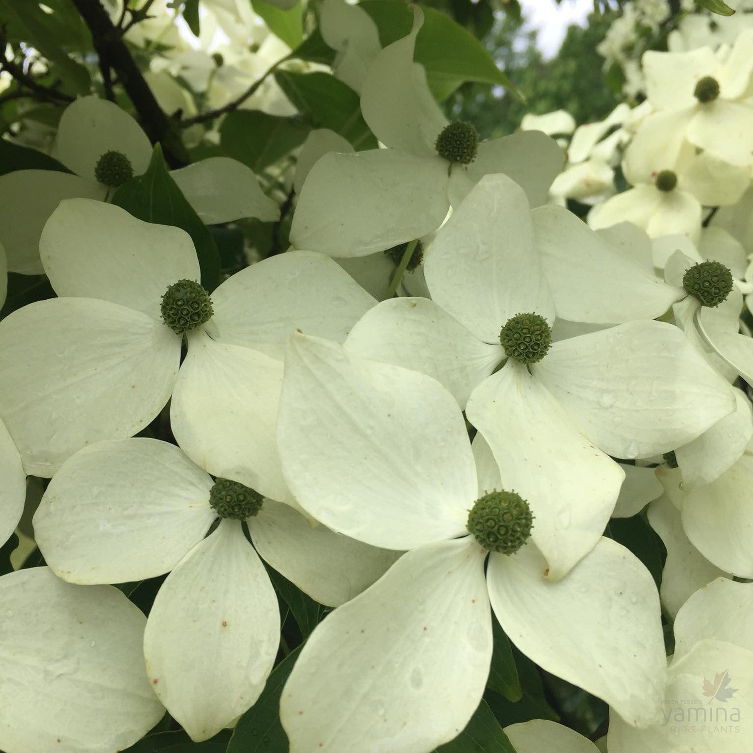 Cornus kousa Chinensis (Chinese Dogwood) 3