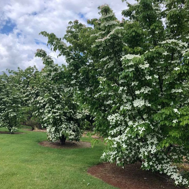 Cornus kousa Chinensis (Chinese Dogwood) 6