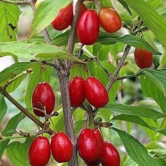 Cornus mas (Cornellian Cherry) 3