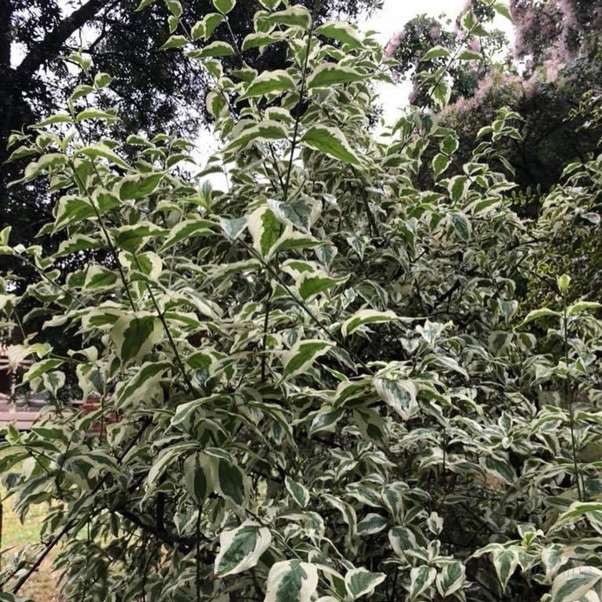 Cornus mas Variegata