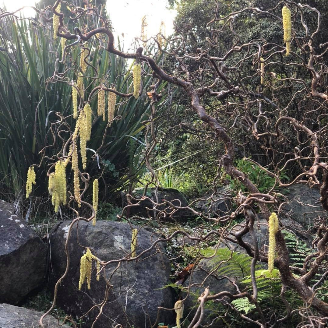 Corylus avellana Contorta (Contorted Filbert) 2