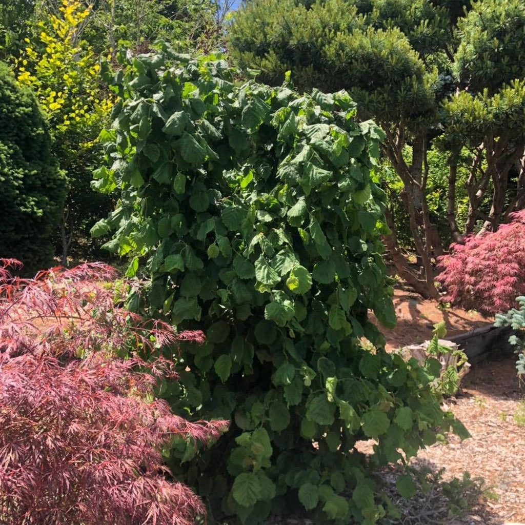 Corylus avellana Contorta (Contorted Filbert)