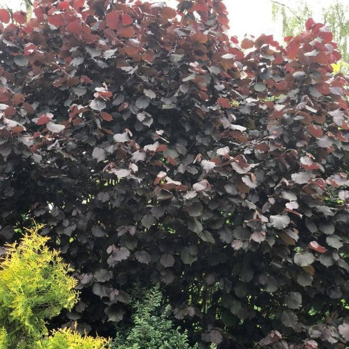 Corylus avellana Purpurea (Purple Filbert) 3