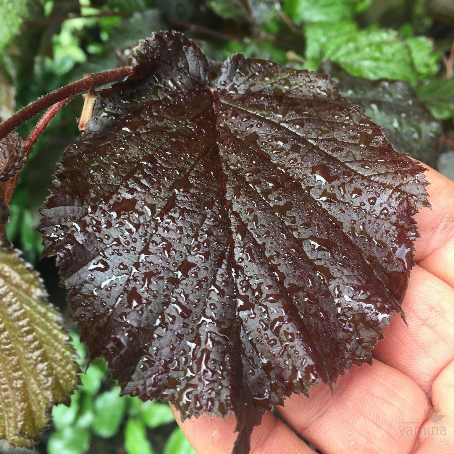 Corylus avellana Purpurea (Purple Filbert) 4