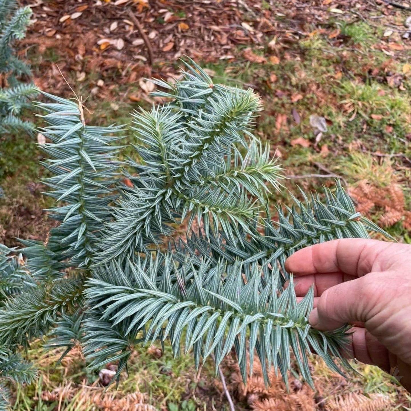 Cunninghamia lanceolata Blue Dandenongs 1