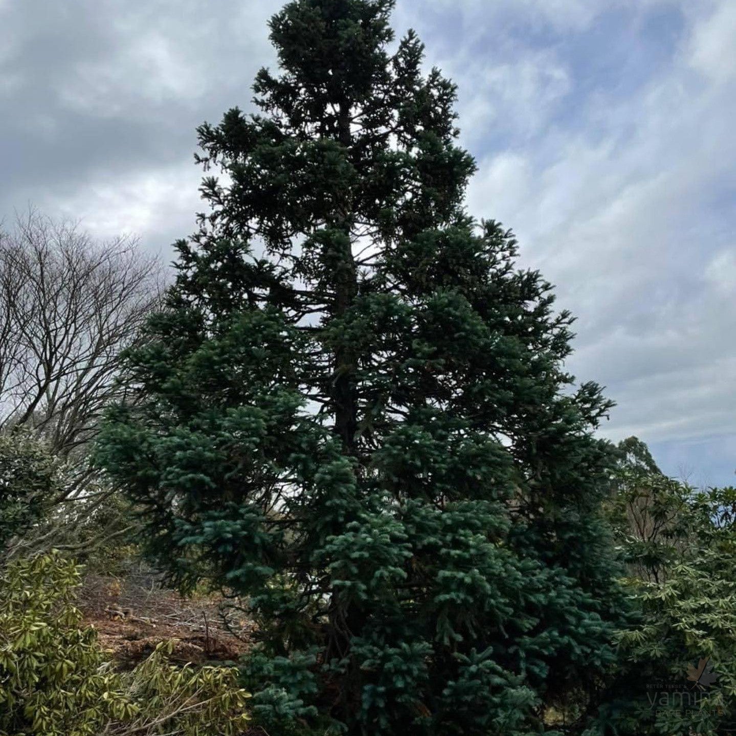 Cunninghamia lanceolata Blue Dandenongs 2