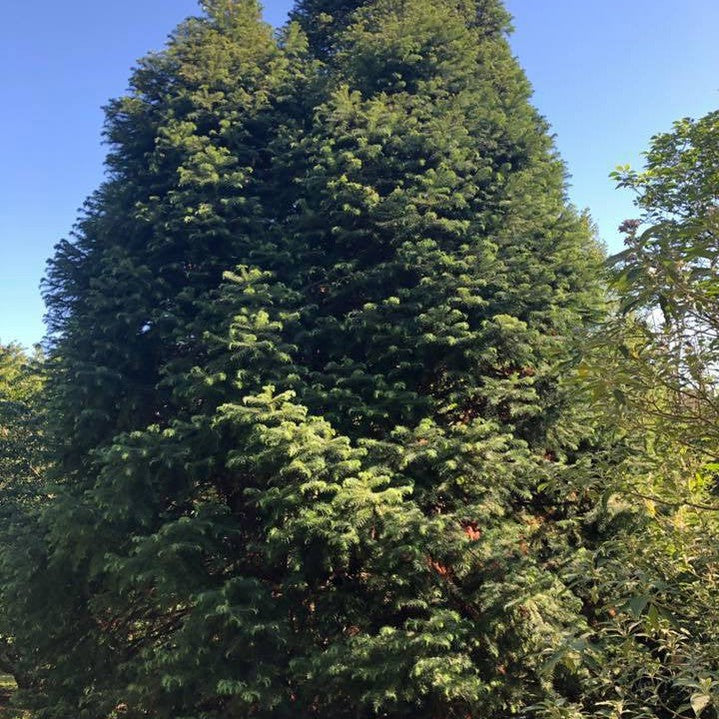 Cunninghamia lanceolata (Chinese Fir) 1