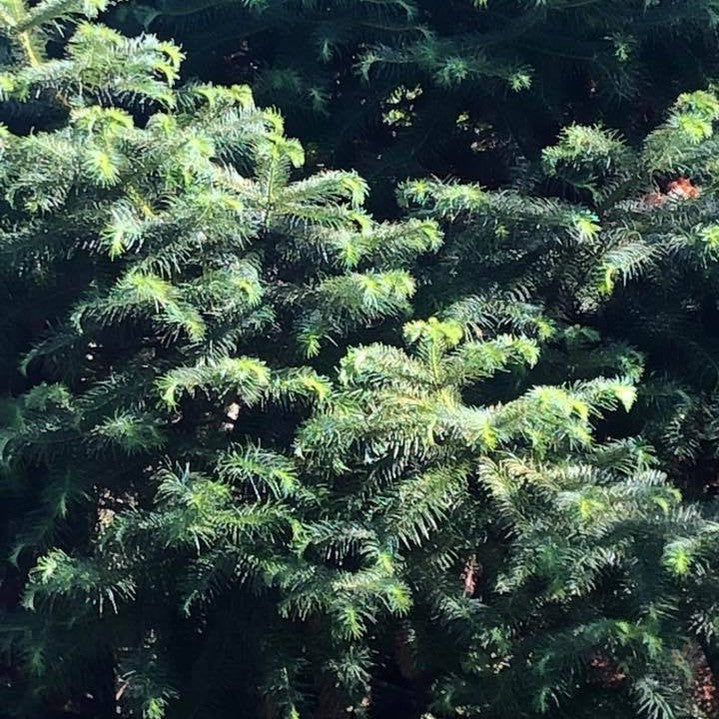 Cunninghamia lanceolata (Chinese Fir) 2