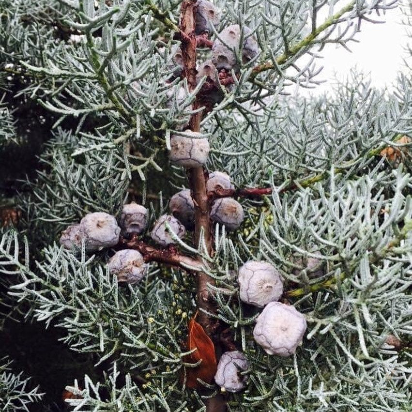 Cupressus glabra Blue Ice 1