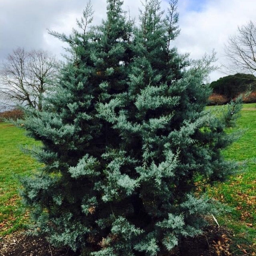 Cupressus glabra Blue Ice 3