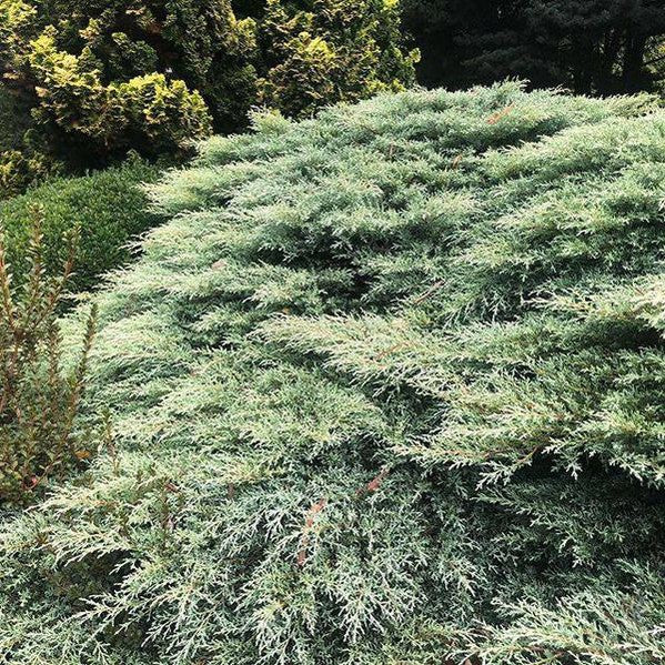 Cupressus macrocarpa Greenstead Magnificent (standard)-Yamina Rare Plants