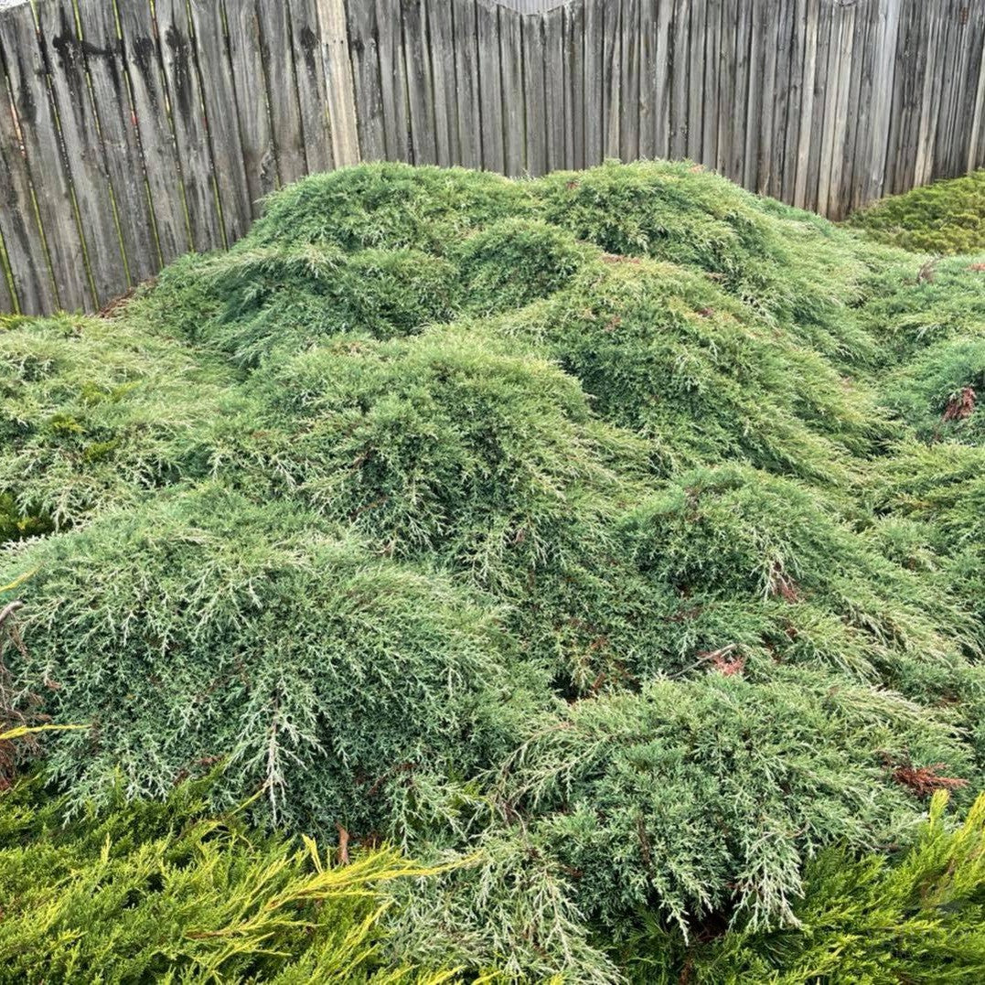 Cupressus macrocarpa Greenstead Magnificent (standard)-Yamina Rare Plants