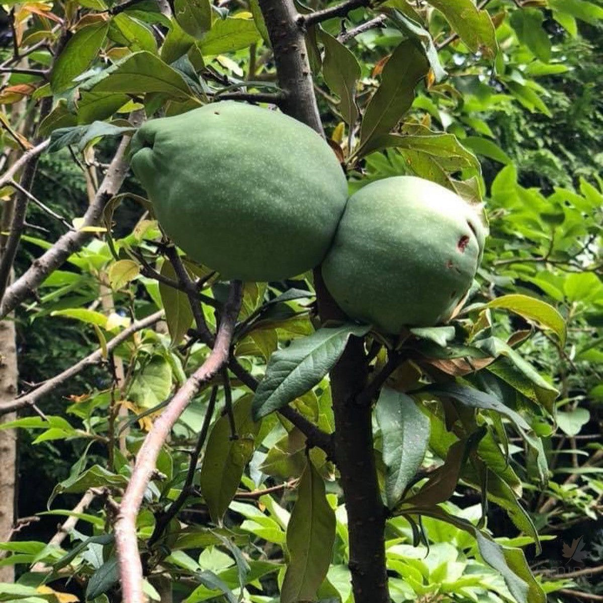 Cydonia cathayensis 3