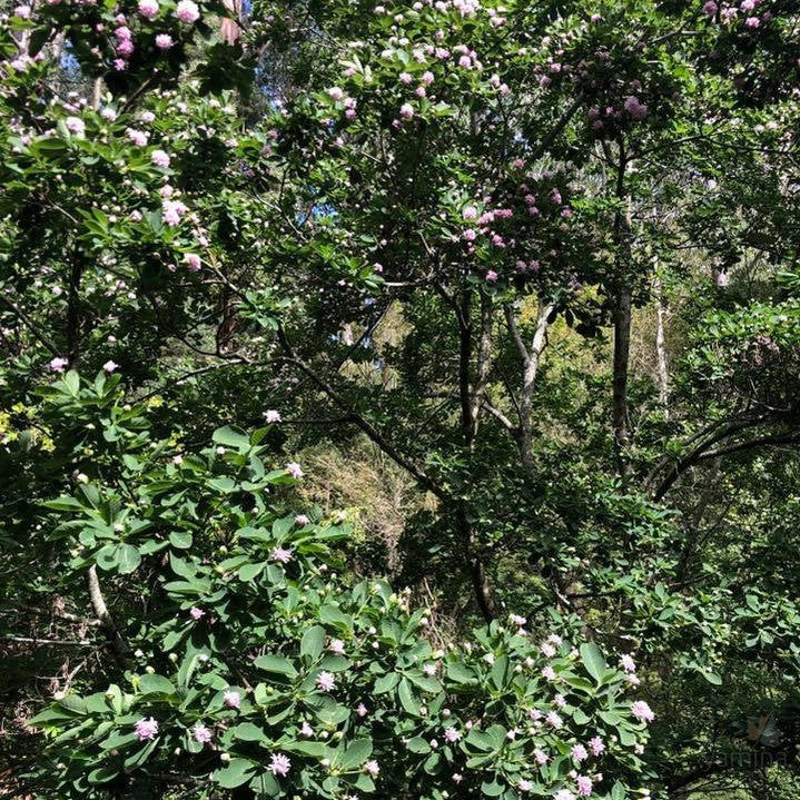 Dais cotinifolia (Tree Daphne) 5