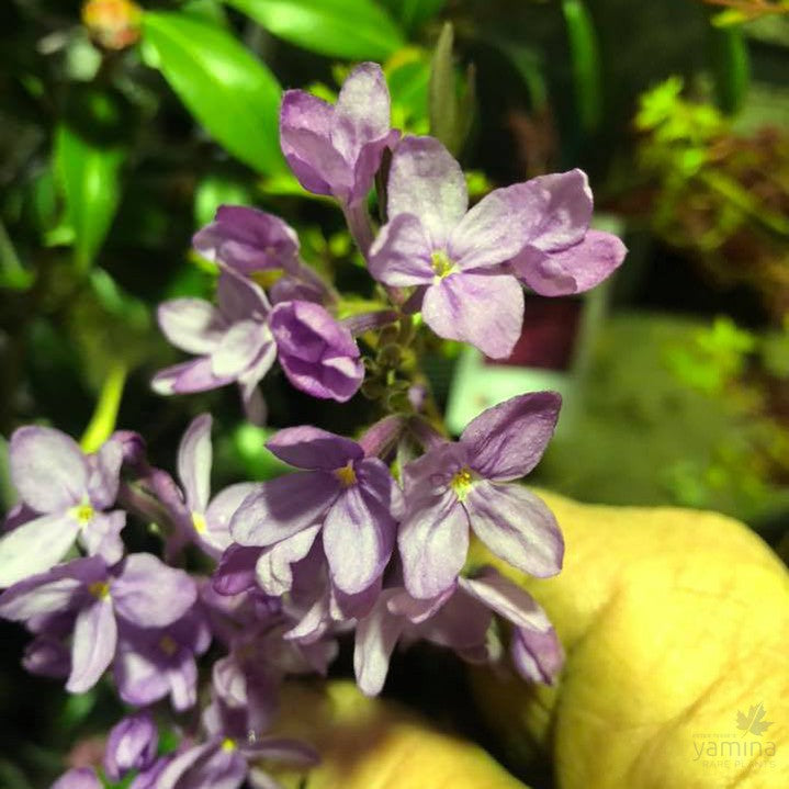 Daphne genkwa 1