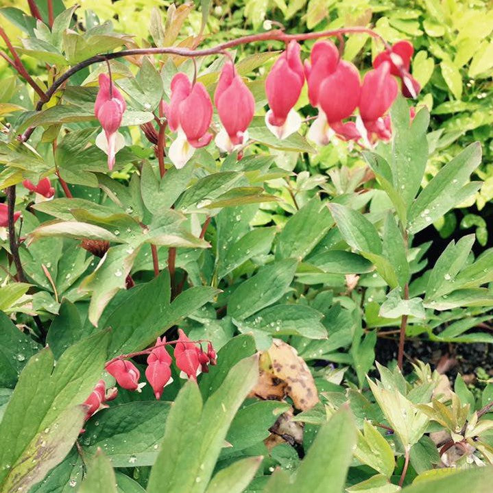 Dicentra spectabilis Pink 1