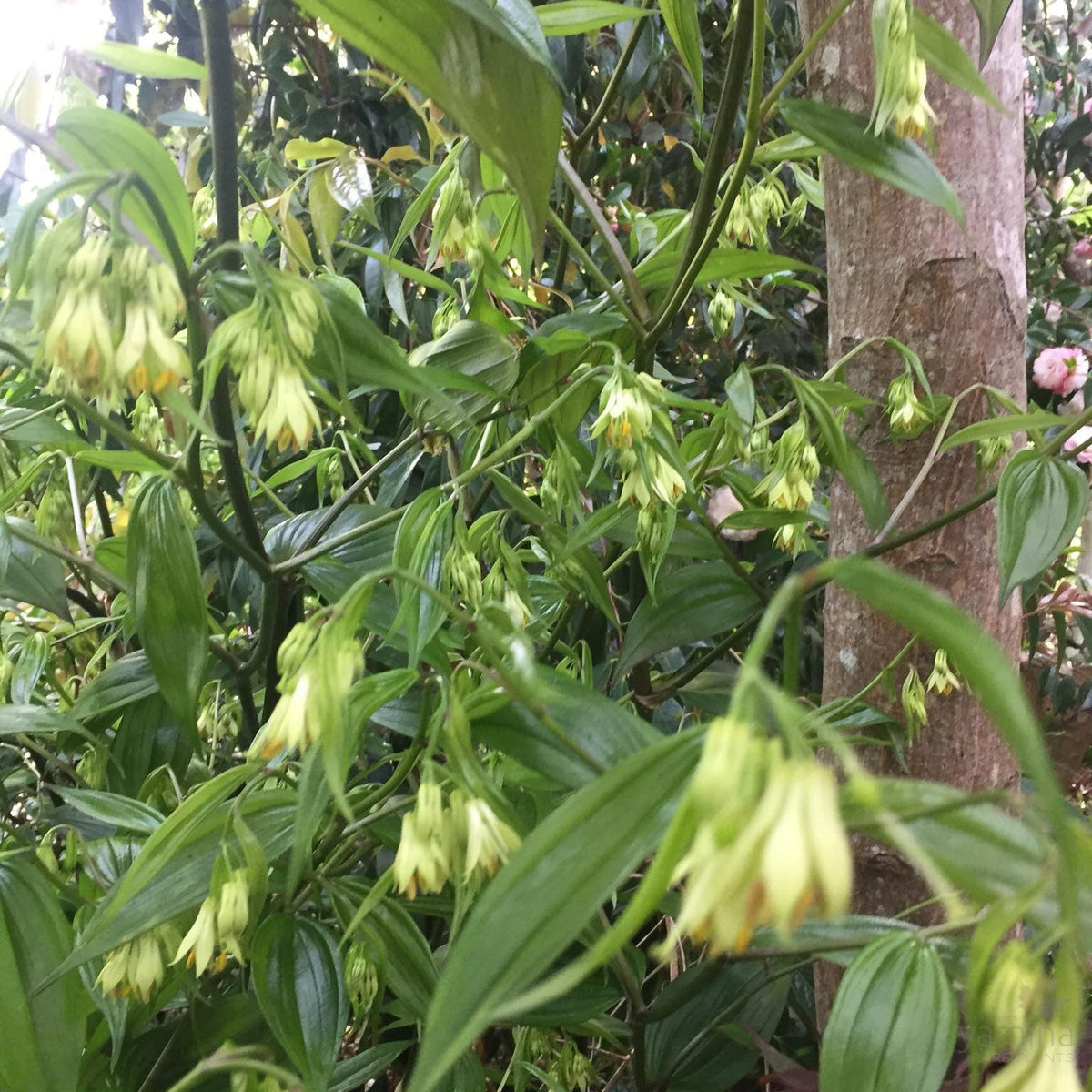 Disporum cantoniense