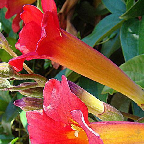 Distictis buccinatoria (Phaedranthus) 1