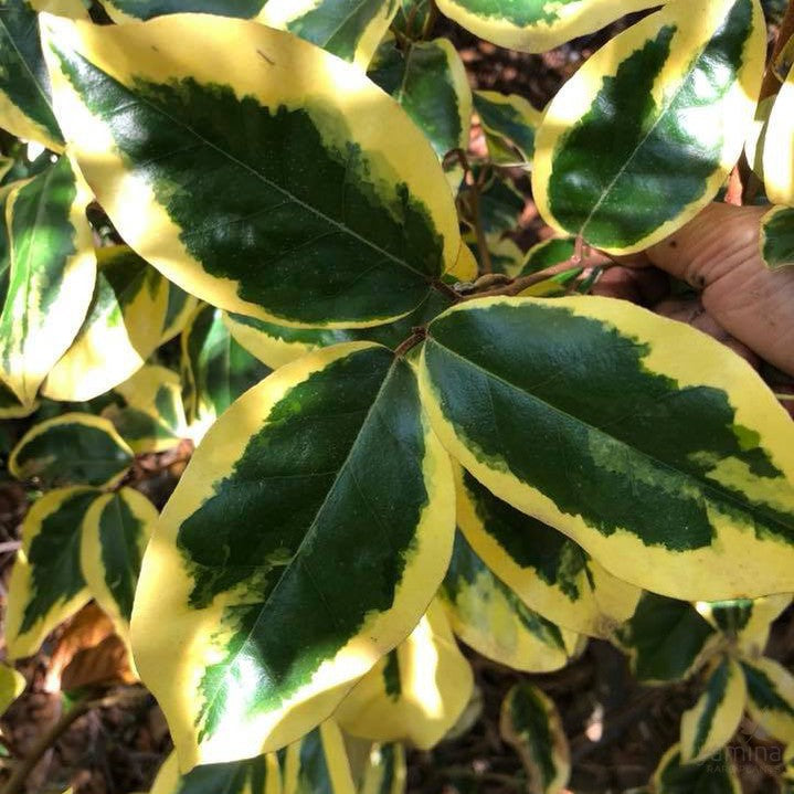 Elaeagnus x ebbingei Gilt Edge 1