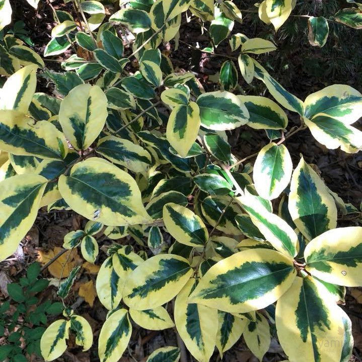 Elaeagnus x ebbingei Gilt Edge 2