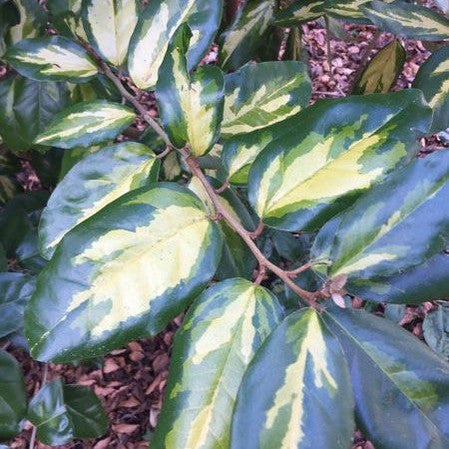 Elaeagnus x ebbingei Limelight 1